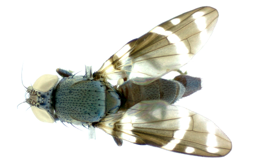 Euphara loculata